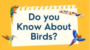 Do You Know About Birds?